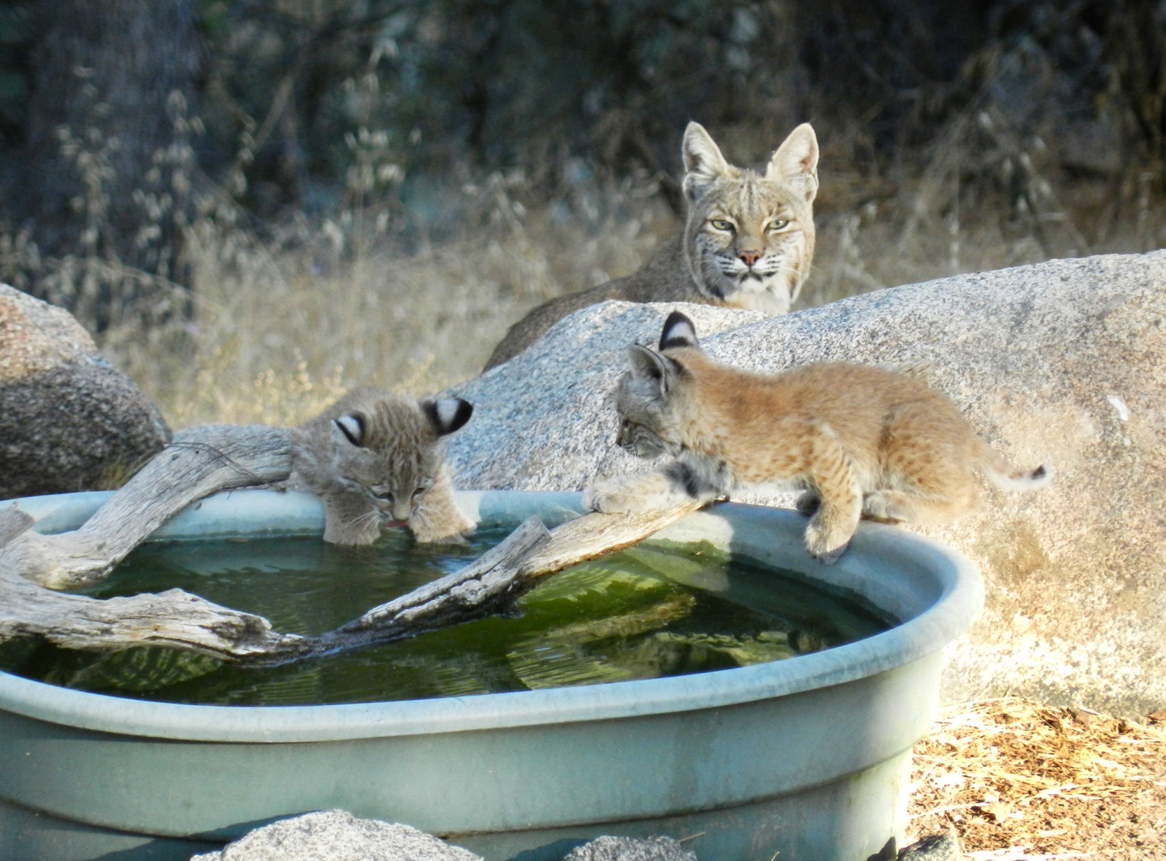 Pen in Hand #1522 - Baby Bobcats 1.JPG